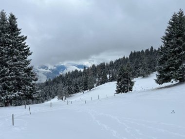 Picturesque canopies of alpine trees in a typical winter atmosphere after the winter snowfall above the tourist resorts of Valbella and Lenzerheide in the Swiss Alps - Canton of Grisons, Switzerland / Schweiz
