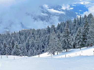 Picturesque canopies of alpine trees in a typical winter atmosphere after the winter snowfall above the tourist resorts of Valbella and Lenzerheide in the Swiss Alps - Canton of Grisons, Switzerland / Schweiz