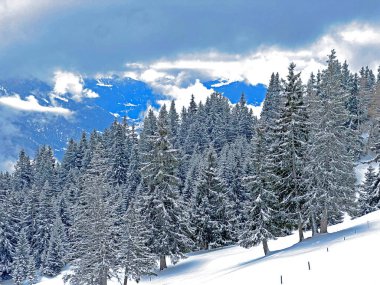 Picturesque canopies of alpine trees in a typical winter atmosphere after the winter snowfall above the tourist resorts of Valbella and Lenzerheide in the Swiss Alps - Canton of Grisons, Switzerland / Schweiz