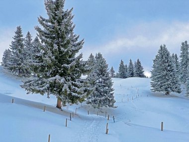 Picturesque canopies of alpine trees in a typical winter atmosphere after the winter snowfall above the tourist resorts of Valbella and Lenzerheide in the Swiss Alps - Canton of Grisons, Switzerland / Schweiz