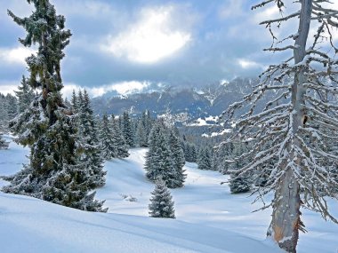 Picturesque canopies of alpine trees in a typical winter atmosphere after the winter snowfall above the tourist resorts of Valbella and Lenzerheide in the Swiss Alps - Canton of Grisons, Switzerland / Schweiz