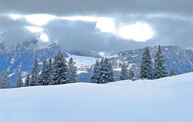 Picturesque canopies of alpine trees in a typical winter atmosphere after the winter snowfall above the tourist resorts of Valbella and Lenzerheide in the Swiss Alps - Canton of Grisons, Switzerland / Schweiz
