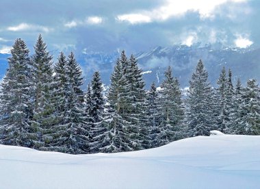 Picturesque canopies of alpine trees in a typical winter atmosphere after the winter snowfall above the tourist resorts of Valbella and Lenzerheide in the Swiss Alps - Canton of Grisons, Switzerland / Schweiz