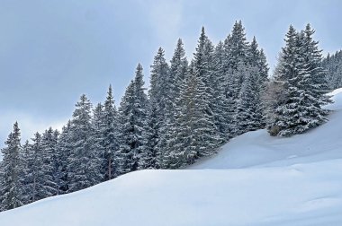 Picturesque canopies of alpine trees in a typical winter atmosphere after the winter snowfall above the tourist resorts of Valbella and Lenzerheide in the Swiss Alps - Canton of Grisons, Switzerland / Schweiz