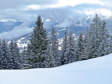 Picturesque canopies of alpine trees in a typical winter atmosphere after the winter snowfall above the tourist resorts of Valbella and Lenzerheide in the Swiss Alps - Canton of Grisons, Switzerland / Schweiz