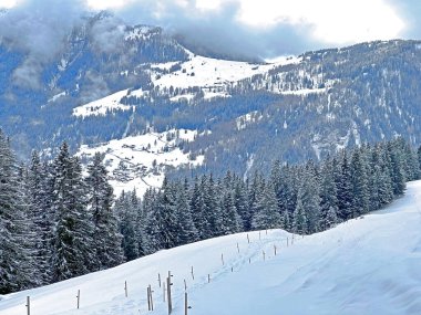 Picturesque canopies of alpine trees in a typical winter atmosphere after the winter snowfall above the tourist resorts of Valbella and Lenzerheide in the Swiss Alps - Canton of Grisons, Switzerland / Schweiz