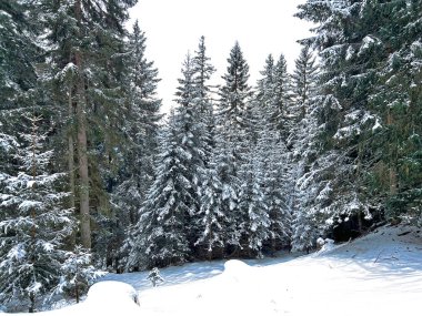 Picturesque canopies of alpine trees in a typical winter atmosphere after the winter snowfall above the tourist resorts of Valbella and Lenzerheide in the Swiss Alps - Canton of Grisons, Switzerland / Schweiz