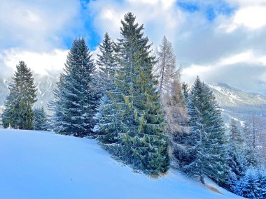 Picturesque canopies of alpine trees in a typical winter atmosphere after the winter snowfall above the tourist resorts of Valbella and Lenzerheide in the Swiss Alps - Canton of Grisons, Switzerland / Schweiz
