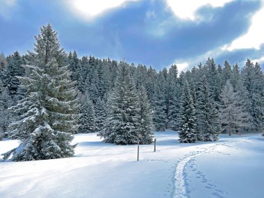 Wonderful winter hiking trails and traces after the winter snowfall above the tourist resorts of Valbella and Lenzerheide in the Swiss Alps - Canton of Grisons, Switzerland (Schweiz)