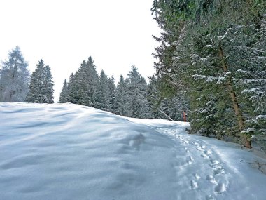 Wonderful winter hiking trails and traces after the winter snowfall above the tourist resorts of Valbella and Lenzerheide in the Swiss Alps - Canton of Grisons, Switzerland (Schweiz)