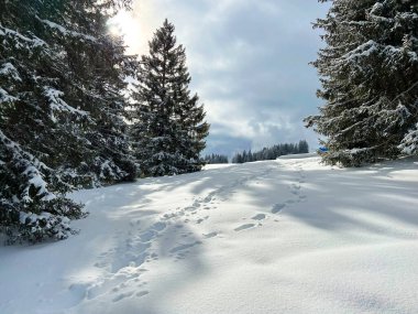 Wonderful winter hiking trails and traces after the winter snowfall above the tourist resorts of Valbella and Lenzerheide in the Swiss Alps - Canton of Grisons, Switzerland (Schweiz)