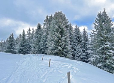 Wonderful winter hiking trails and traces after the winter snowfall above the tourist resorts of Valbella and Lenzerheide in the Swiss Alps - Canton of Grisons, Switzerland (Schweiz)