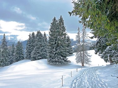 Wonderful winter hiking trails and traces after the winter snowfall above the tourist resorts of Valbella and Lenzerheide in the Swiss Alps - Canton of Grisons, Switzerland (Schweiz)