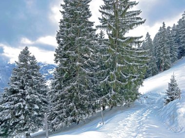 Wonderful winter hiking trails and traces after the winter snowfall above the tourist resorts of Valbella and Lenzerheide in the Swiss Alps - Canton of Grisons, Switzerland (Schweiz)