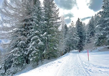 Alpine forest trails in a typical winter environment and after the winter snowfall above the tourist resorts of Valbella and Lenzerheide in the Swiss Alps - Canton of Grisons, Switzerland (Schweiz)