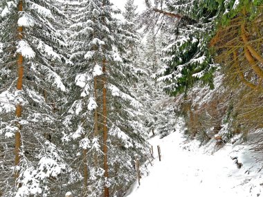 Alpine forest trails in a typical winter environment and after the winter snowfall above the tourist resorts of Valbella and Lenzerheide in the Swiss Alps - Canton of Grisons, Switzerland (Schweiz)