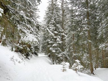 Alpine forest trails in a typical winter environment and after the winter snowfall above the tourist resorts of Valbella and Lenzerheide in the Swiss Alps - Canton of Grisons, Switzerland (Schweiz)
