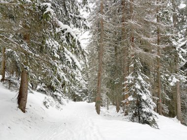 Alpine forest trails in a typical winter environment and after the winter snowfall above the tourist resorts of Valbella and Lenzerheide in the Swiss Alps - Canton of Grisons, Switzerland (Schweiz)
