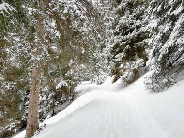 Alpine forest trails in a typical winter environment and after the winter snowfall above the tourist resorts of Valbella and Lenzerheide in the Swiss Alps - Canton of Grisons, Switzerland (Schweiz)