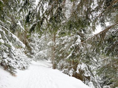Alpine forest trails in a typical winter environment and after the winter snowfall above the tourist resorts of Valbella and Lenzerheide in the Swiss Alps - Canton of Grisons, Switzerland (Schweiz)