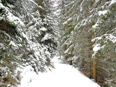 Alpine forest trails in a typical winter environment and after the winter snowfall above the tourist resorts of Valbella and Lenzerheide in the Swiss Alps - Canton of Grisons, Switzerland (Schweiz)