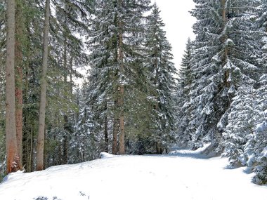 Alpine forest trails in a typical winter environment and after the winter snowfall above the tourist resorts of Valbella and Lenzerheide in the Swiss Alps - Canton of Grisons, Switzerland (Schweiz)