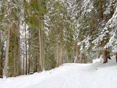 Alpine forest trails in a typical winter environment and after the winter snowfall above the tourist resorts of Valbella and Lenzerheide in the Swiss Alps - Canton of Grisons, Switzerland (Schweiz)