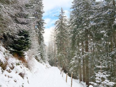 Alpine forest trails in a typical winter environment and after the winter snowfall above the tourist resorts of Valbella and Lenzerheide in the Swiss Alps - Canton of Grisons, Switzerland (Schweiz)
