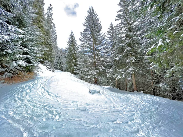 Alpine forest trails in a typical winter environment and after the winter snowfall above the tourist resorts of Valbella and Lenzerheide in the Swiss Alps - Canton of Grisons, Switzerland (Schweiz)