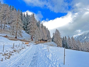 Winter snow idyll along the rural alpine road above the tourist resorts of Valbella and Lenzerheide in the Swiss Alps - Canton of Grisons, Switzerland (Schweiz)