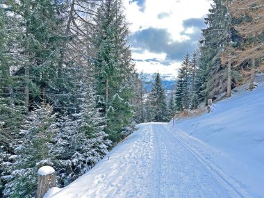 Winter snow idyll along the rural alpine road above the tourist resorts of Valbella and Lenzerheide in the Swiss Alps - Canton of Grisons, Switzerland (Schweiz)