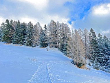 Winter snow idyll along the rural alpine road above the tourist resorts of Valbella and Lenzerheide in the Swiss Alps - Canton of Grisons, Switzerland (Schweiz)