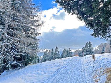 Winter snow idyll along the rural alpine road above the tourist resorts of Valbella and Lenzerheide in the Swiss Alps - Canton of Grisons, Switzerland (Schweiz)