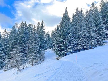 Winter snow idyll along the rural alpine road above the tourist resorts of Valbella and Lenzerheide in the Swiss Alps - Canton of Grisons, Switzerland (Schweiz)