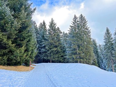 Winter snow idyll along the rural alpine road above the tourist resorts of Valbella and Lenzerheide in the Swiss Alps - Canton of Grisons, Switzerland (Schweiz)
