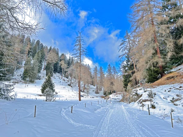 Winter snow idyll along the rural alpine road above the tourist resorts of Valbella and Lenzerheide in the Swiss Alps - Canton of Grisons, Switzerland (Schweiz)