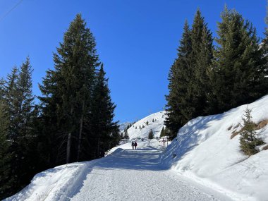 Excellently arranged and cleaned winter trails for walking, hiking, sports and recreation in the area of the Swiss tourist winter resort of Arosa - Canton of Grisons, Switzerland (Schweiz)