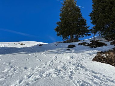 Wonderful winter hiking trails and traces in the fresh alpine snow cover of the Swiss Alps and over the tourist resort of Arosa - Canton of Grisons, Switzerland (Schweiz)