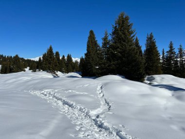 Wonderful winter hiking trails and traces in the fresh alpine snow cover of the Swiss Alps and over the tourist resort of Arosa - Canton of Grisons, Switzerland (Schweiz)
