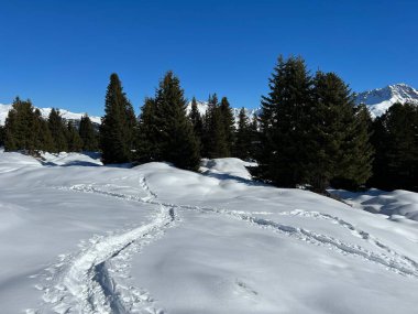 Wonderful winter hiking trails and traces in the fresh alpine snow cover of the Swiss Alps and over the tourist resort of Arosa - Canton of Grisons, Switzerland (Schweiz)