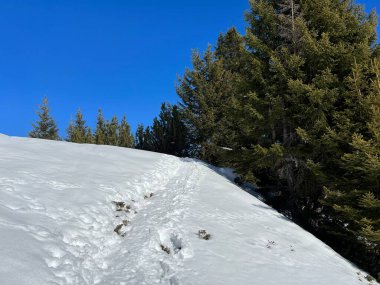 Wonderful winter hiking trails and traces in the fresh alpine snow cover of the Swiss Alps and over the tourist resort of Arosa - Canton of Grisons, Switzerland (Schweiz)