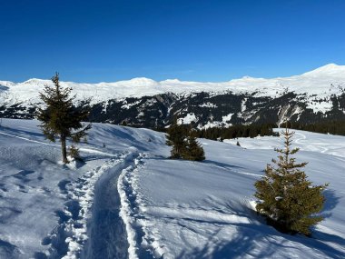 Wonderful winter hiking trails and traces in the fresh alpine snow cover of the Swiss Alps and over the tourist resort of Arosa - Canton of Grisons, Switzerland (Schweiz)