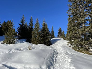 Wonderful winter hiking trails and traces in the fresh alpine snow cover of the Swiss Alps and over the tourist resort of Arosa - Canton of Grisons, Switzerland (Schweiz)