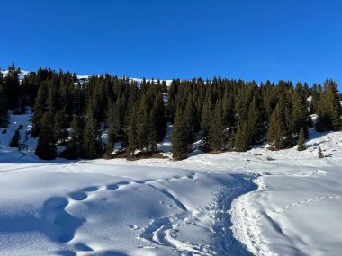 Wonderful winter hiking trails and traces in the fresh alpine snow cover of the Swiss Alps and over the tourist resort of Arosa - Canton of Grisons, Switzerland (Schweiz)
