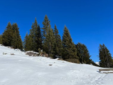 Picturesque canopies of alpine trees in a typical winter atmosphere in the Swiss Alps and over the tourist resort of Arosa - Canton of Grisons, Switzerland (Schweiz)