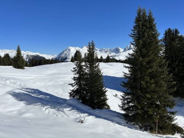 Picturesque canopies of alpine trees in a typical winter atmosphere in the Swiss Alps and over the tourist resort of Arosa - Canton of Grisons, Switzerland (Schweiz)
