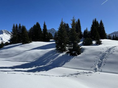 Picturesque canopies of alpine trees in a typical winter atmosphere in the Swiss Alps and over the tourist resort of Arosa - Canton of Grisons, Switzerland (Schweiz)