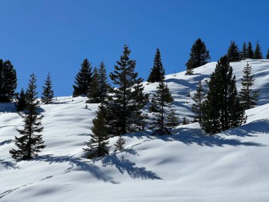 Picturesque canopies of alpine trees in a typical winter atmosphere in the Swiss Alps and over the tourist resort of Arosa - Canton of Grisons, Switzerland (Schweiz)