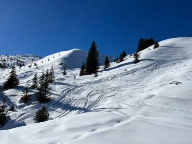 Picturesque canopies of alpine trees in a typical winter atmosphere in the Swiss Alps and over the tourist resort of Arosa - Canton of Grisons, Switzerland (Schweiz)