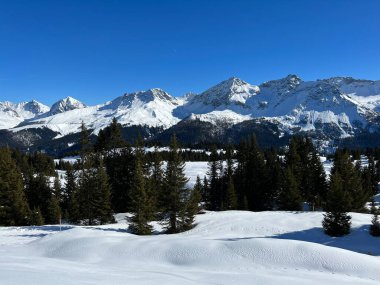 Picturesque canopies of alpine trees in a typical winter atmosphere in the Swiss Alps and over the tourist resort of Arosa - Canton of Grisons, Switzerland (Schweiz)